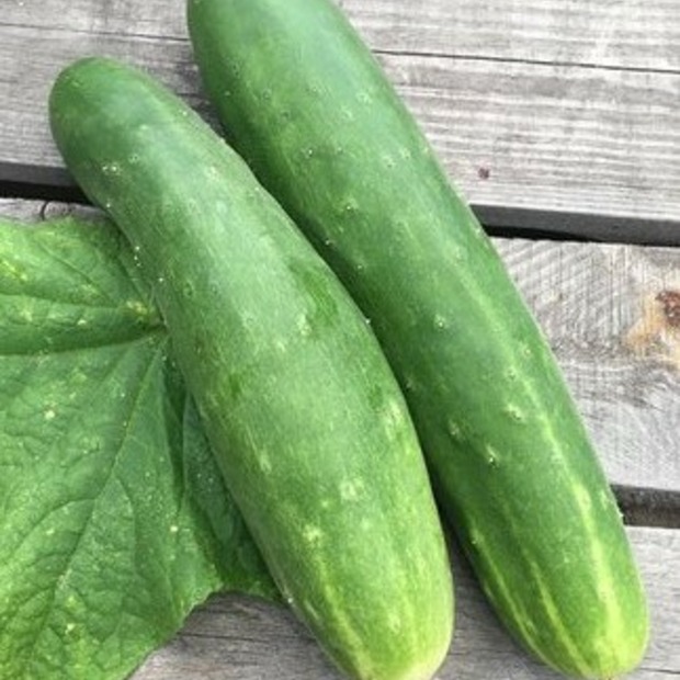 Gurke "Tanja" - BIO-Freilandgurken [samenfest]