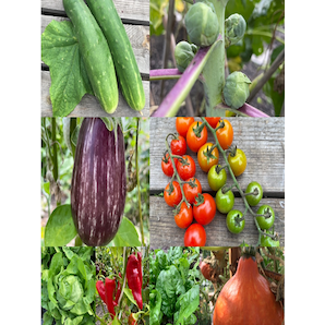 Gemüsesamen-Set "Starkzehrer für´s Hochbeet" - 8 BIO-Sorten [samenfest]