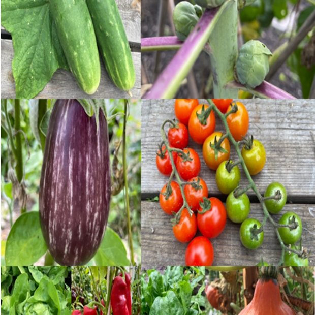 Gemüsesamen-Set "Starkzehrer für´s Hochbeet" - 8 BIO-Sorten [samenfest]
