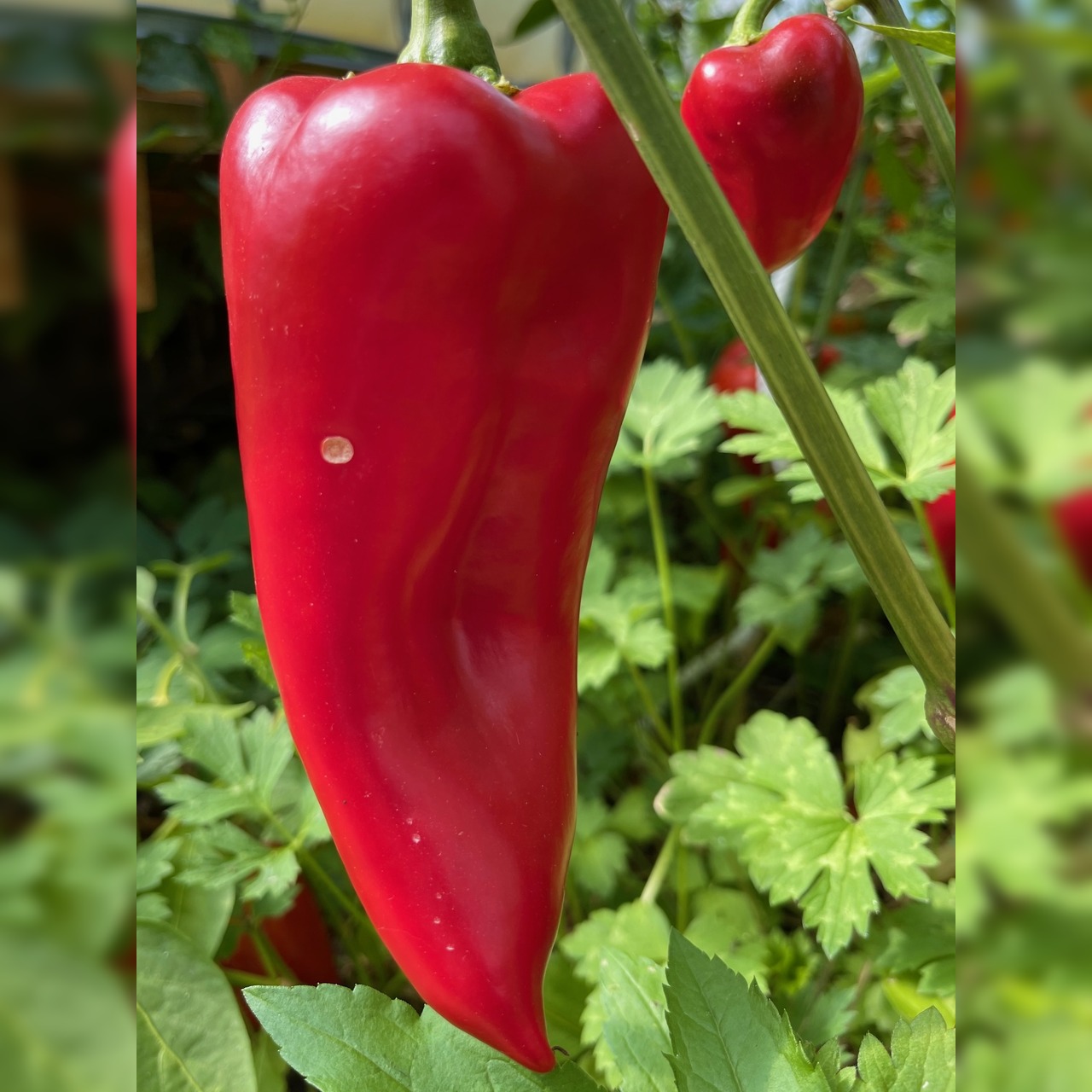 Paprika "Karmen" - BIO-Paprikasamen [samenfest]