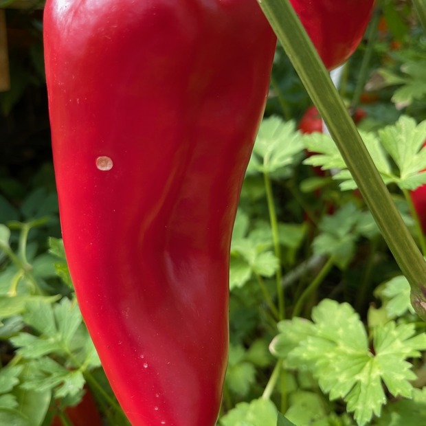 Paprika "Karmen" - BIO-Paprikasamen [samenfest]