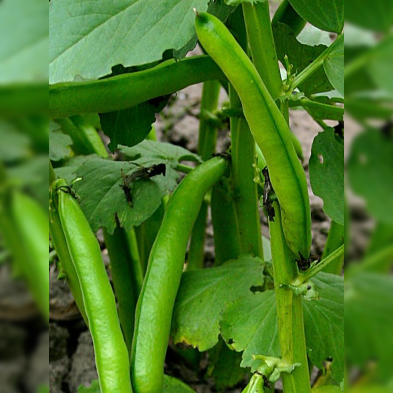 Dicke Bohnen "Eleonora" (samenfest & BIO)