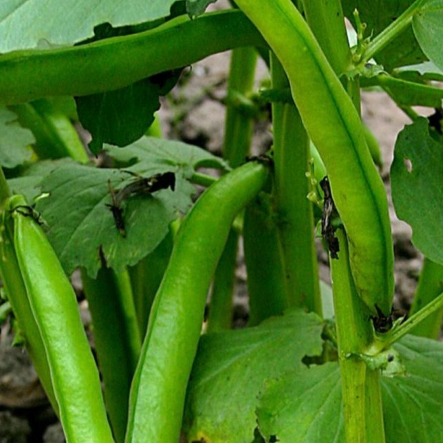 Dicke Bohnen "Eleonora" (samenfest & BIO)