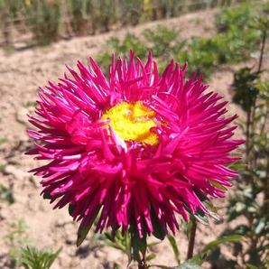 Schnittaster "Fackel" - BIO-Blumensamen