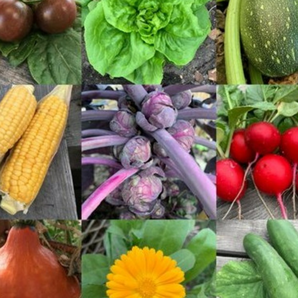 Gemüsesamen-Set "Schrebergarten" - 12 BIO-Sorten [samenfest]