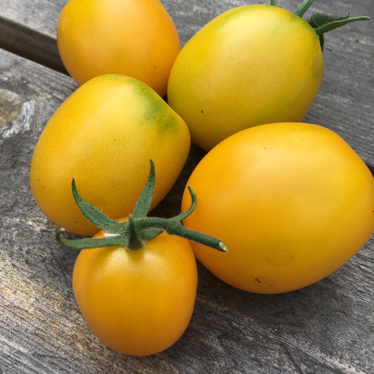 Tomate "De Berao gelb" - BIO-Tomatensorte [samenfest]