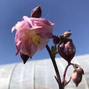 Akelei rosa - BIO-Blumensamen