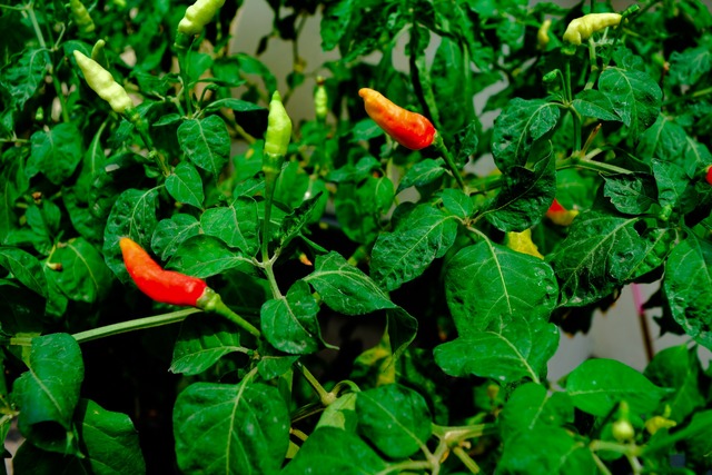 Bild von Chili-Pflanzen schneiden & richtig ausgeizen: Pfle