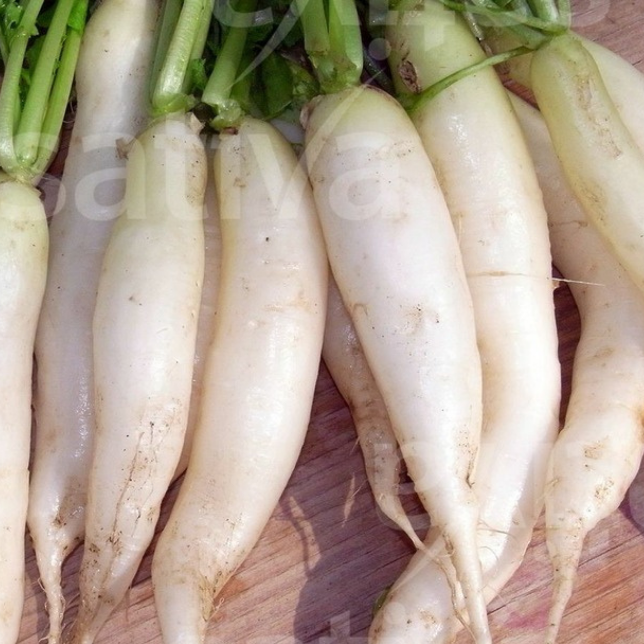 Radieschen "Eiszapfen" - BIO-Radieschen (samenfest)