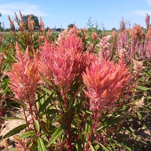 Federbusch "Celosia" - BIO-Blumensamen