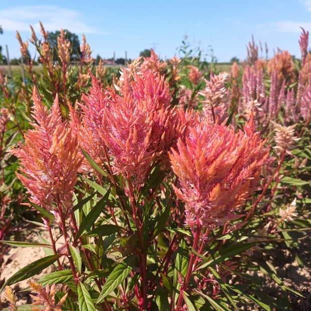 Federbusch "Celosia" - BIO-Blumensamen