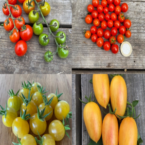BIO Tomatensamen Set
