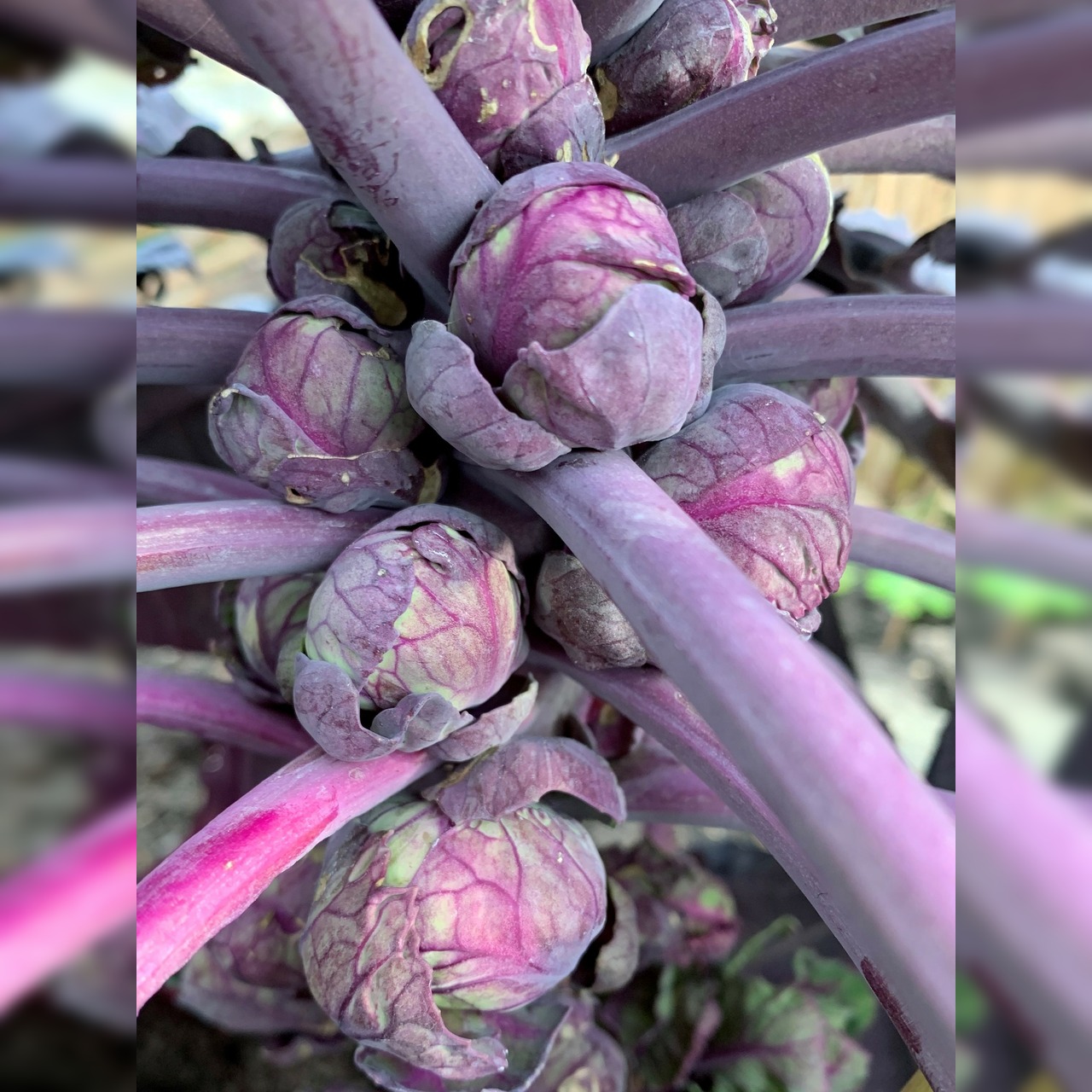 Gemüsesamen-Set "Verliebtes Gemüse" - 4 BIO-Sorten [samenfest]