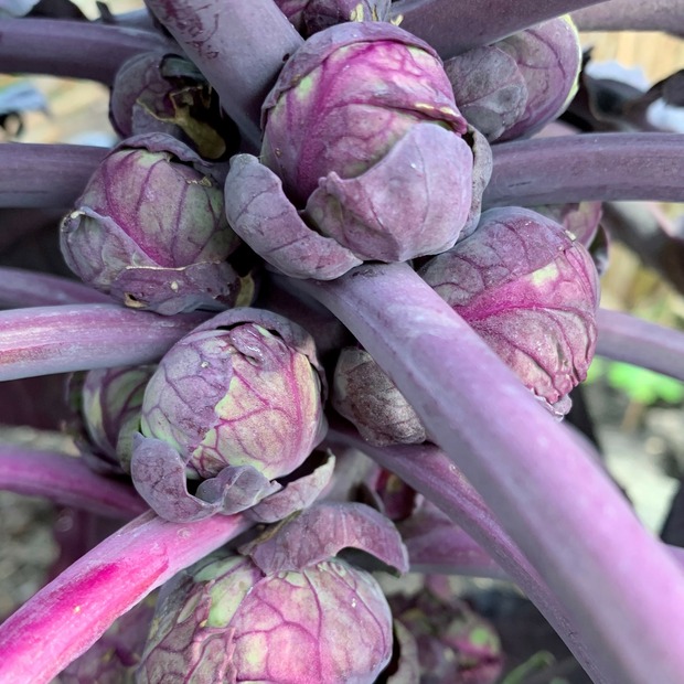 Gemüsesamen-Set "Verliebtes Gemüse" - 4 BIO-Sorten [samenfest]