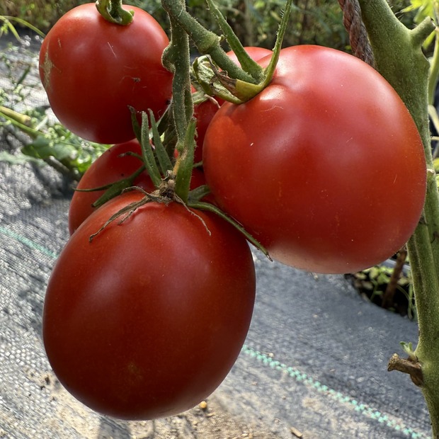 Tomate "Harzfeuer" - BIO-Tomatensorte