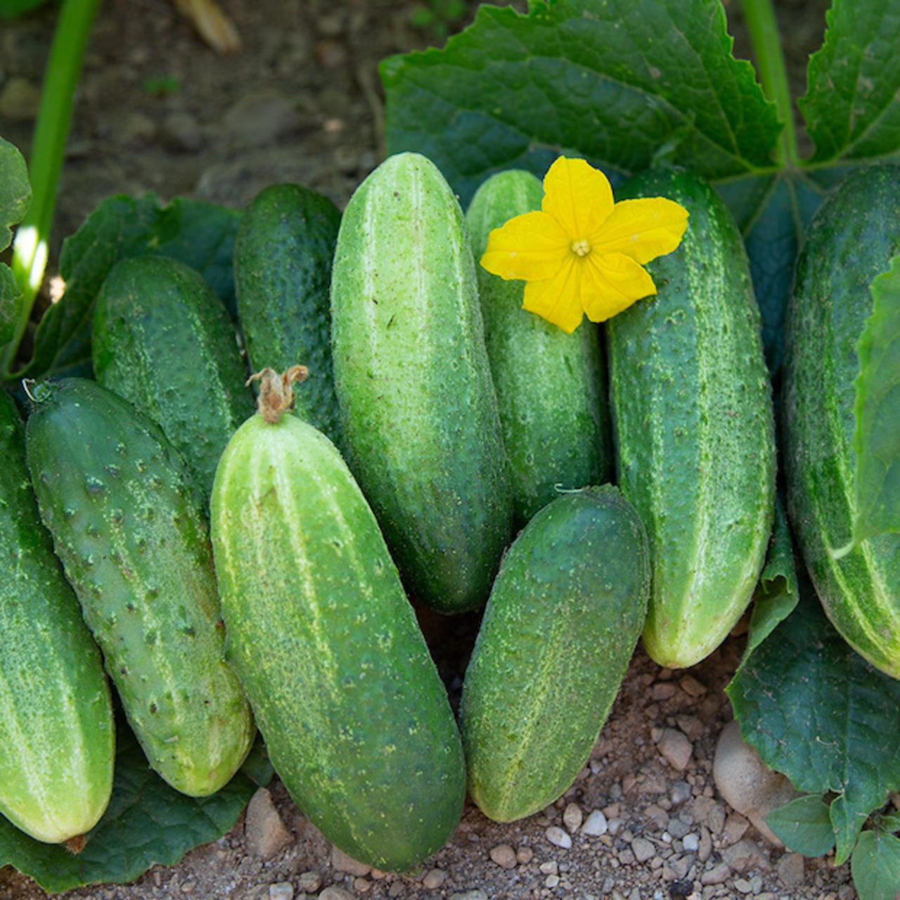 Einlegegurke "Vorgebirgstraube" - BIO-Samen [samenfest]