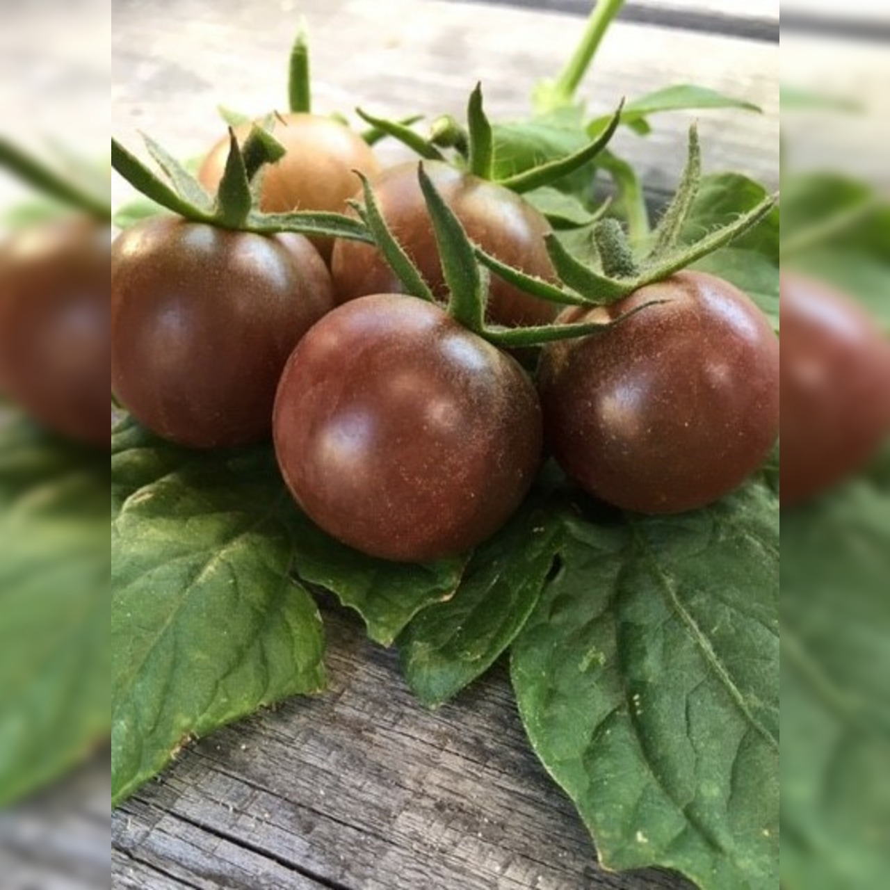 Gemüsesamen-Set "Grillgemüse" - 7 BIO-Gemüsesorten [samenfest]