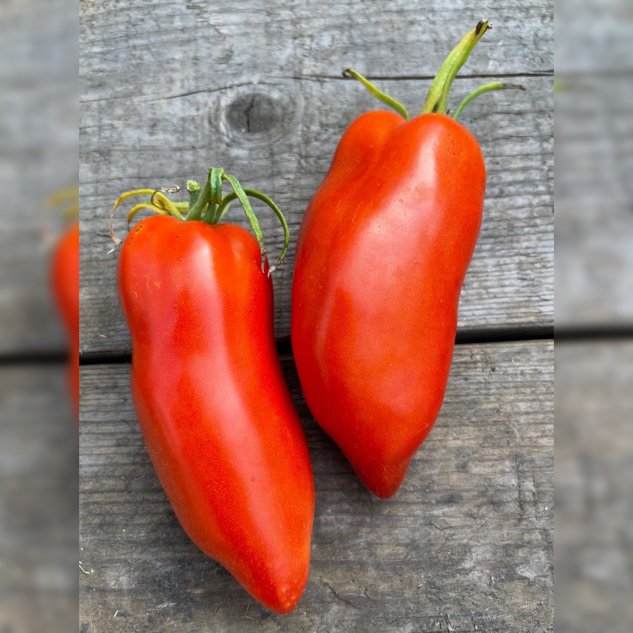 Tomate "Andenhorn" - BIO-Tomatensorte [samenfest]
