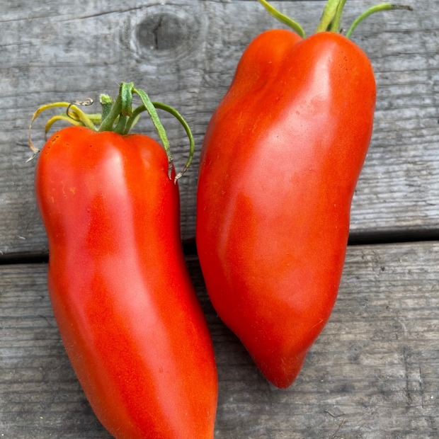 Tomate "Andenhorn" - BIO-Tomatensorte [samenfest]