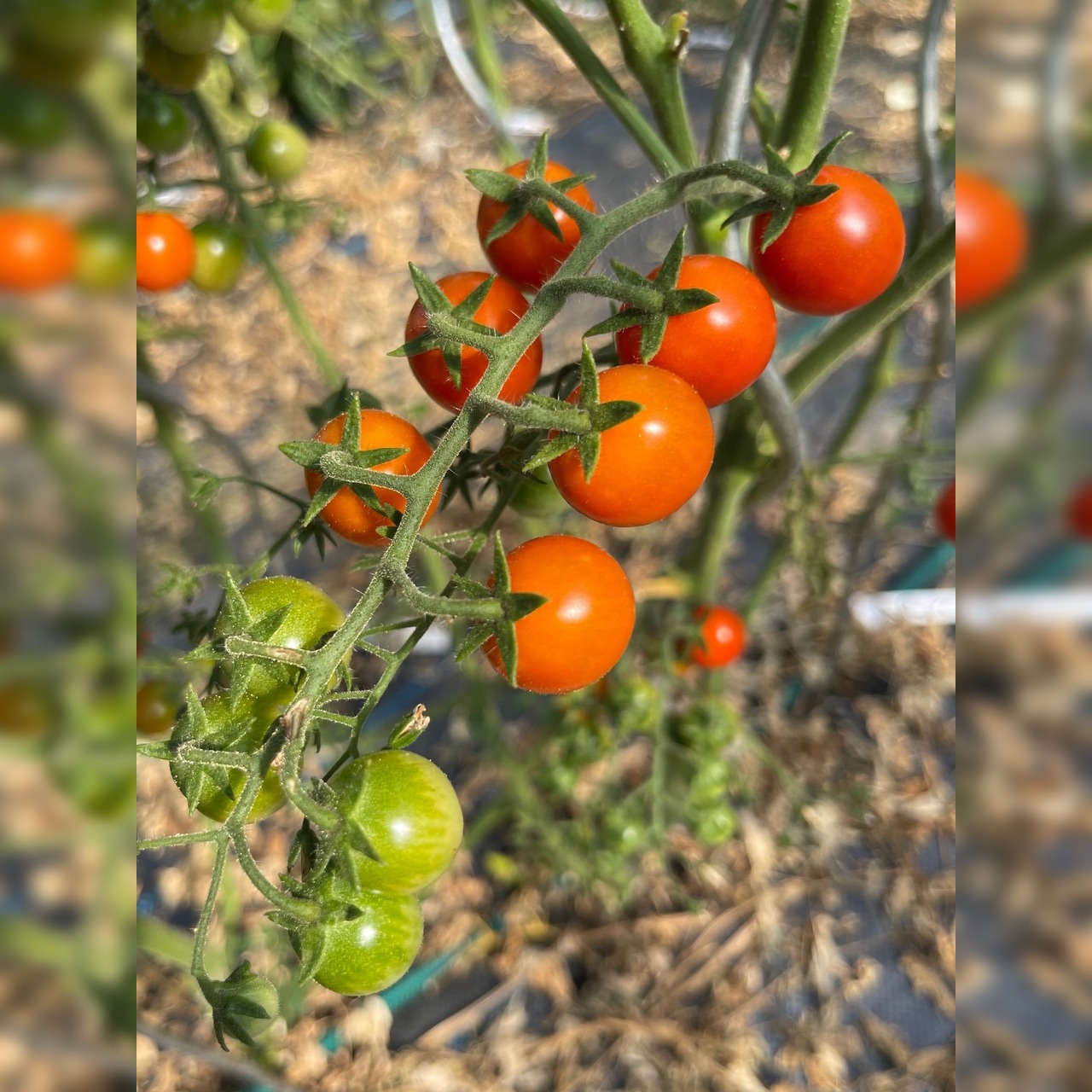 Tomate „Amore“ - BIO-Tomatensorte [samenfest]