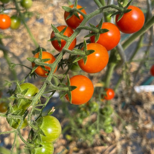 Tomate „Amore“ - BIO-Tomatensorte [samenfest]