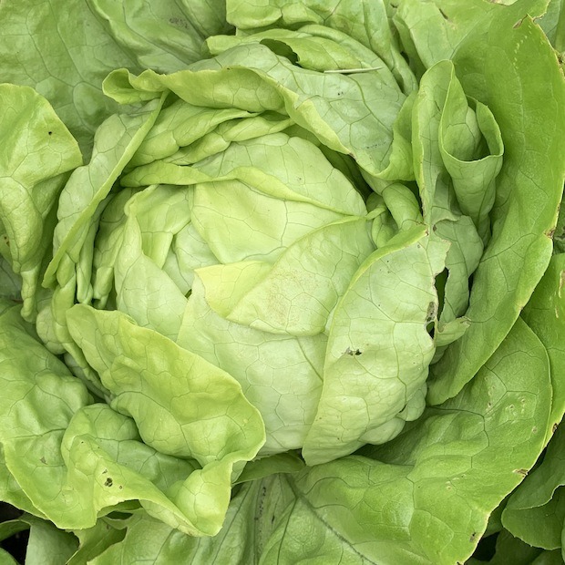 BIO-Kopfsalat "Lucinde" - BIO-Salatsorte (samenfest)