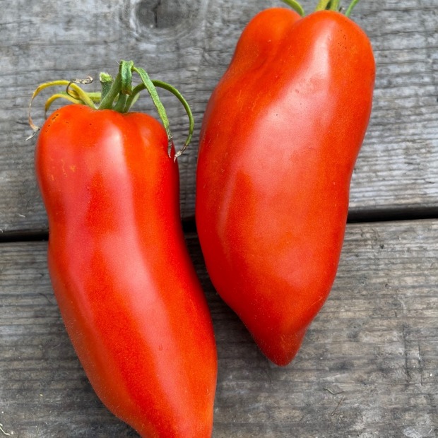 Tomate "Andenhorn" - BIO-Tomatensorte [samenfest]