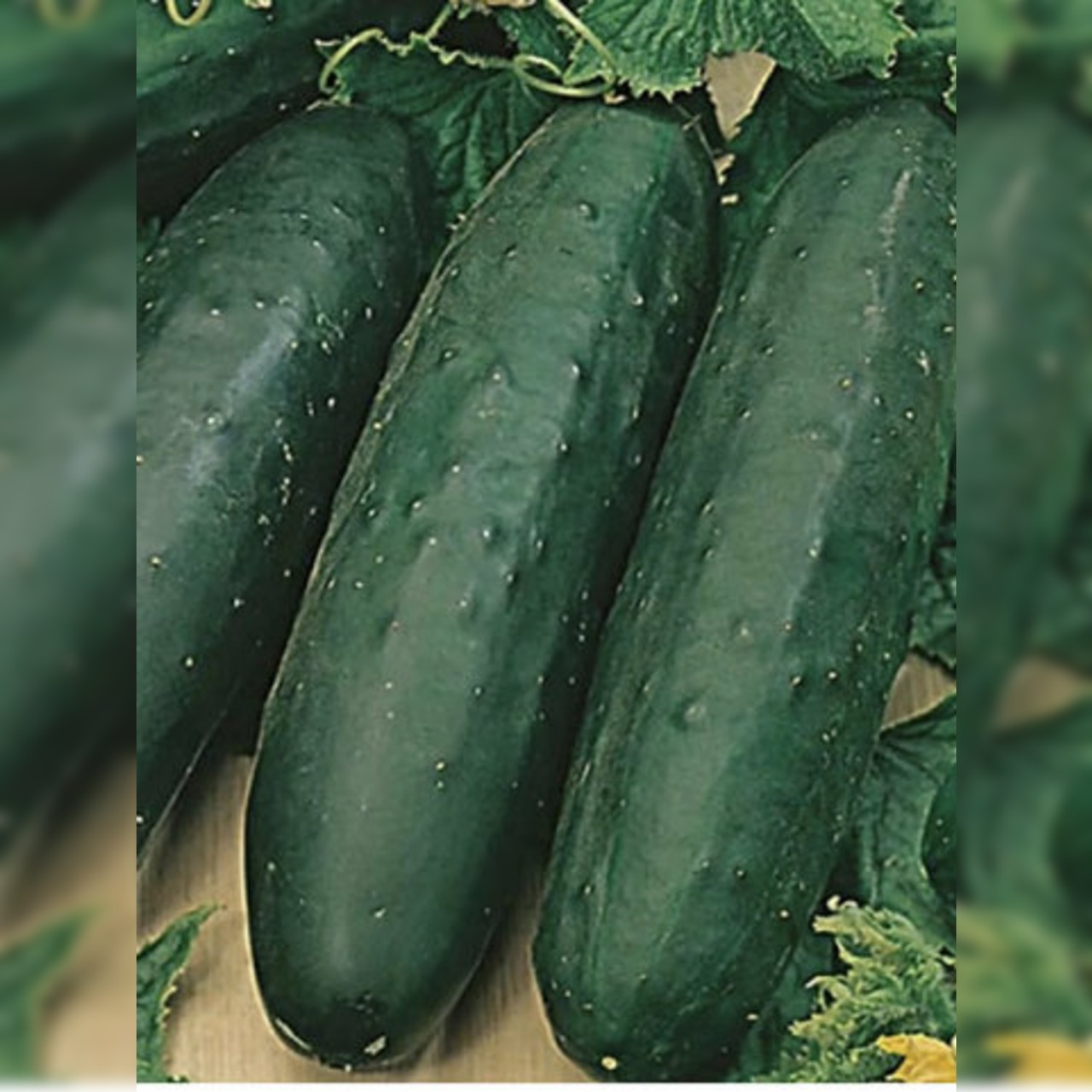 Gurkensamen-Set „Freilandgurken“ - 3 BIO-Sorten [samenfest]