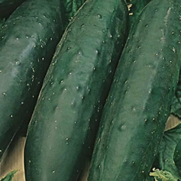 Gurkensamen-Set „Freilandgurken“ - 3 BIO-Sorten [samenfest]