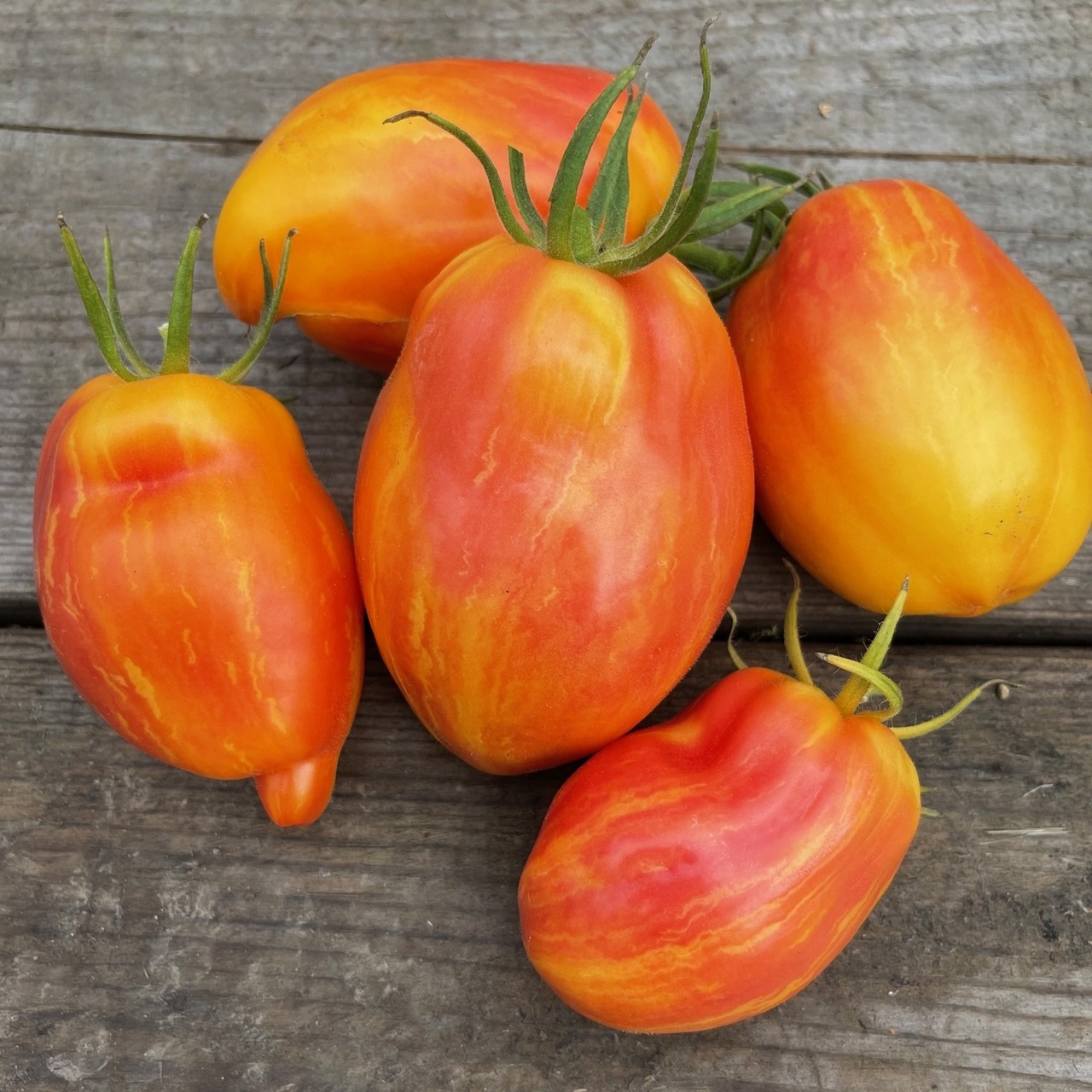 Tomate „Yellow Fire“ - BIO-Tomatensorte [samenfest]