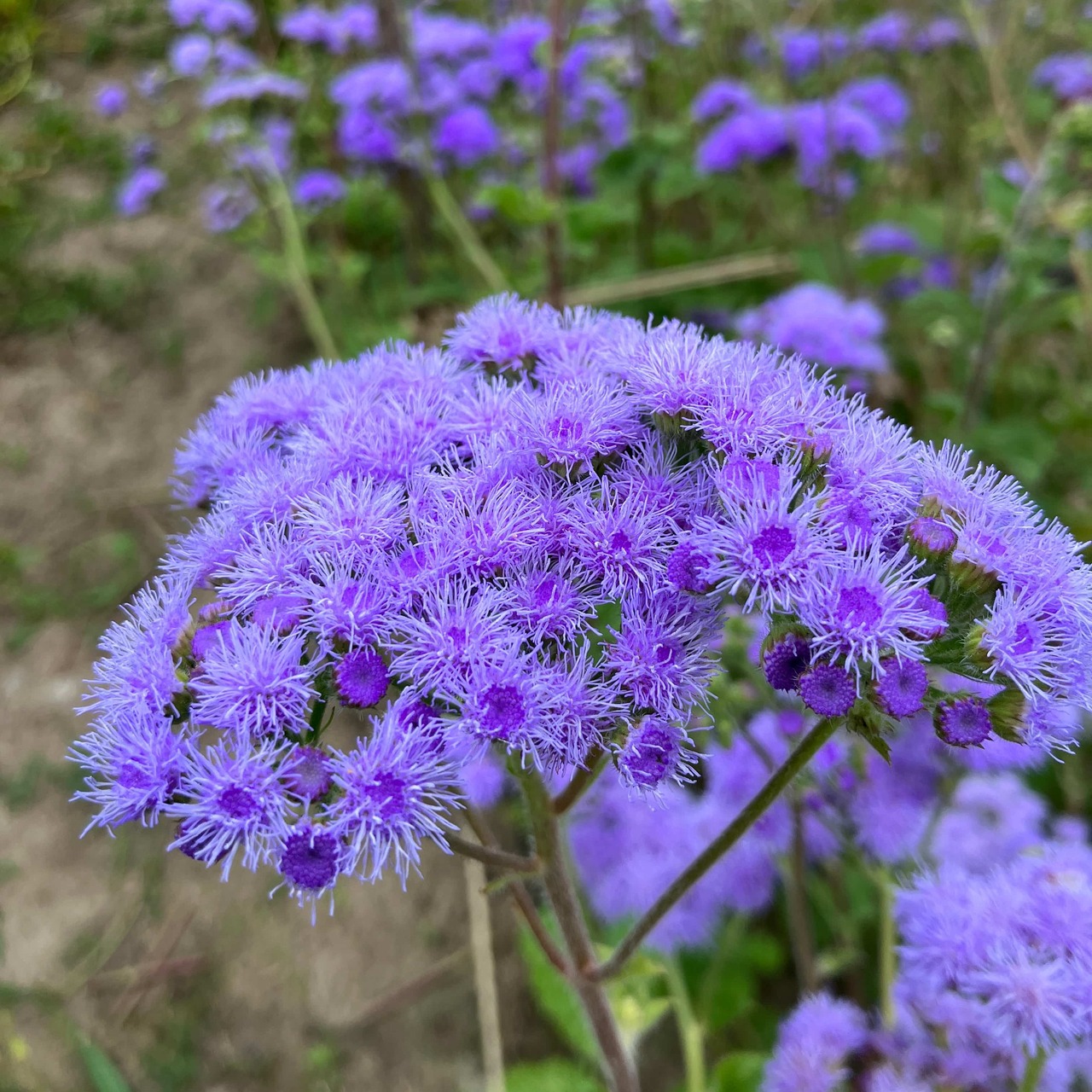 Leberbalsam "Blauer Schnitt" - BIO-Blumensamen