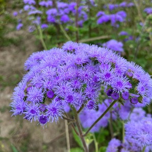 Leberbalsam "Blauer Schnitt" - BIO-Blumensamen