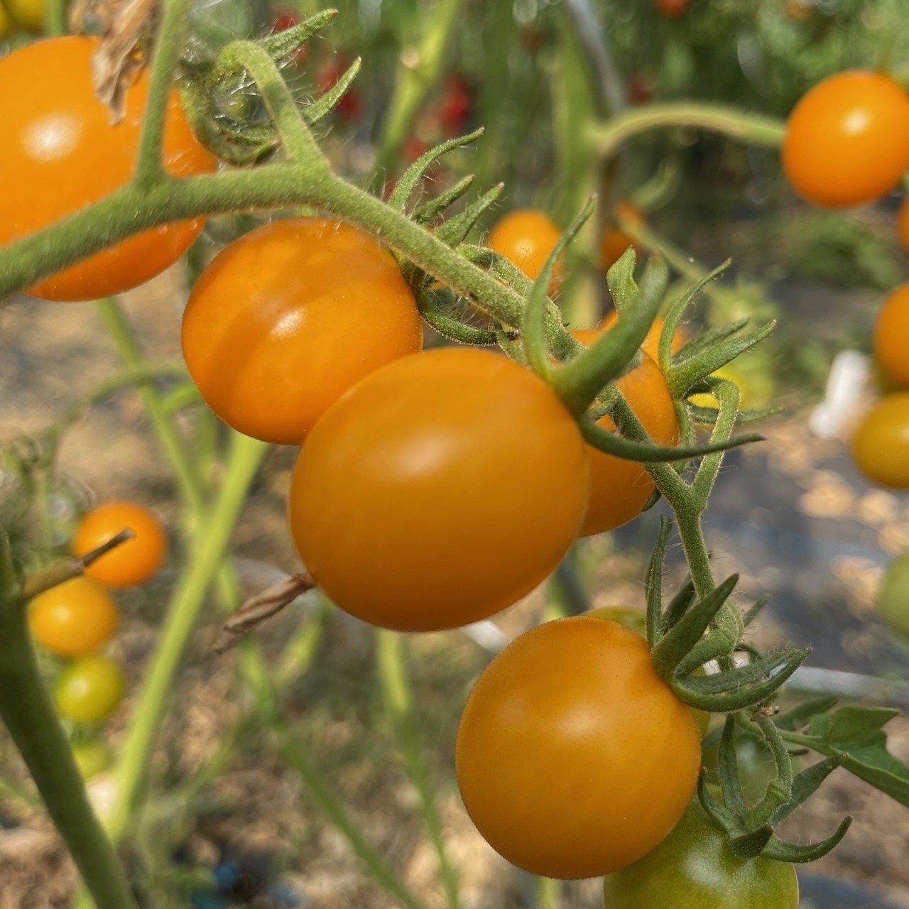 Tomate "Cerise gelb" - BIO-Tomatensorte [samenfest]