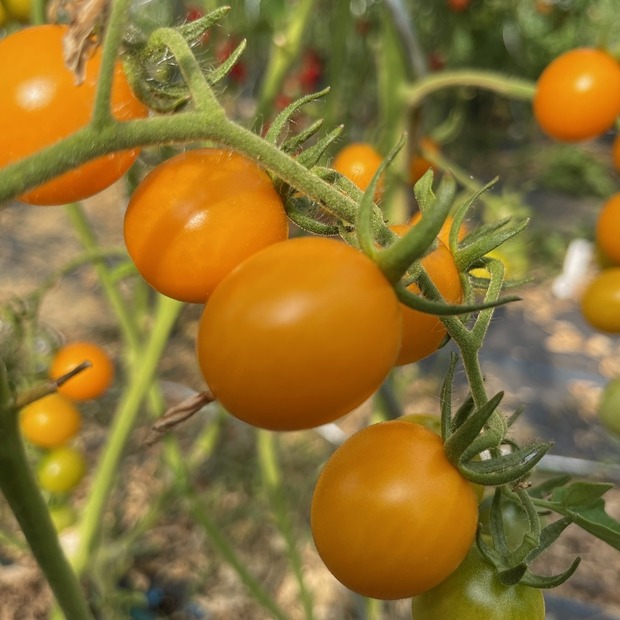 Tomate "Cerise gelb" - BIO-Tomatensorte [samenfest]