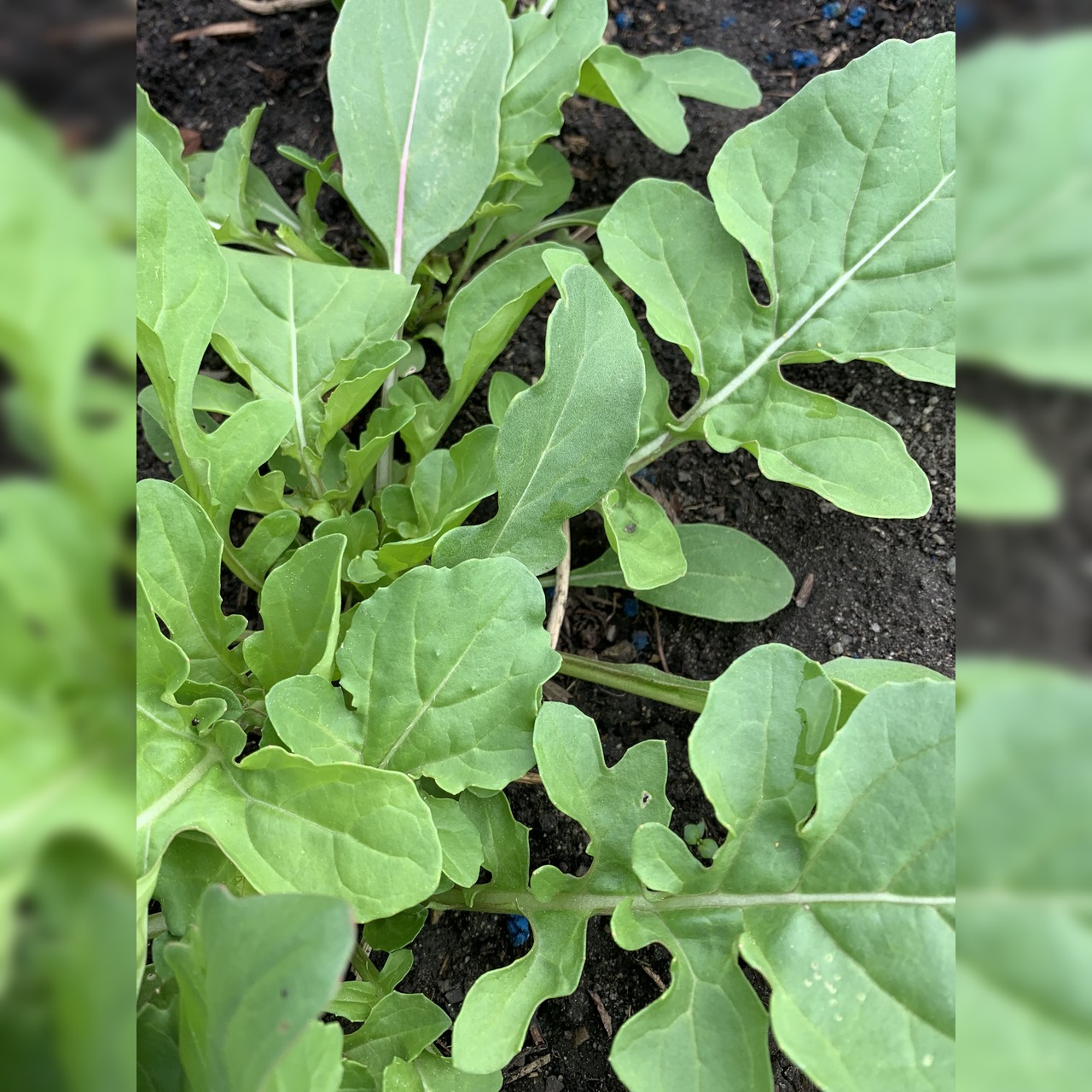 Gemüsesamen-Set "Balkonkasten" - 4 BIO-Gemüsesorten [samenfest]