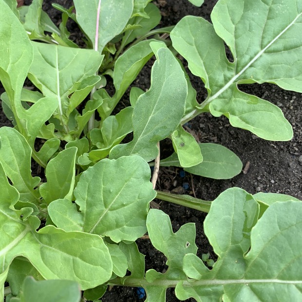 Gemüsesamen-Set "Balkonkasten" - 4 BIO-Gemüsesorten [samenfest]