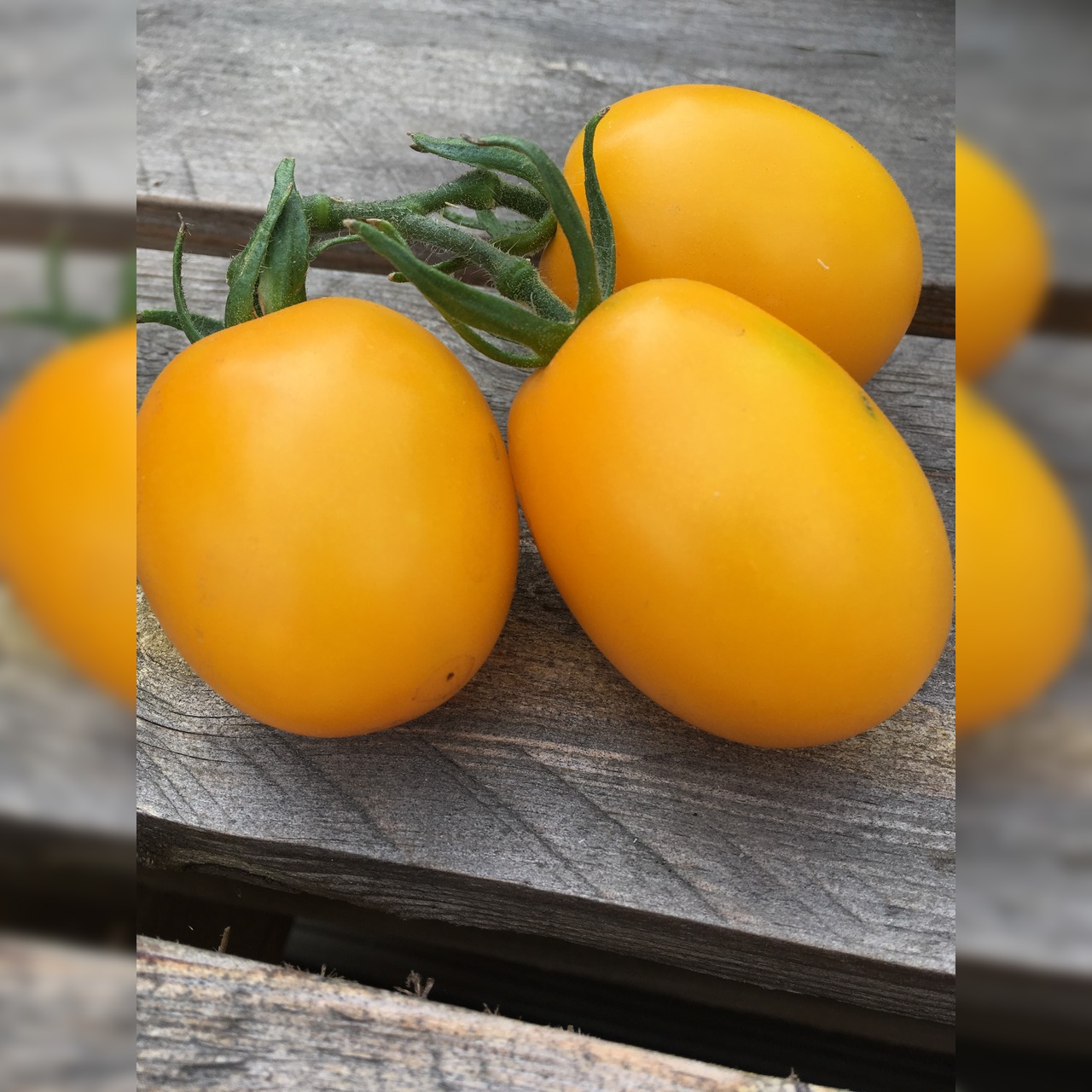 BIO Tomatensamen Set