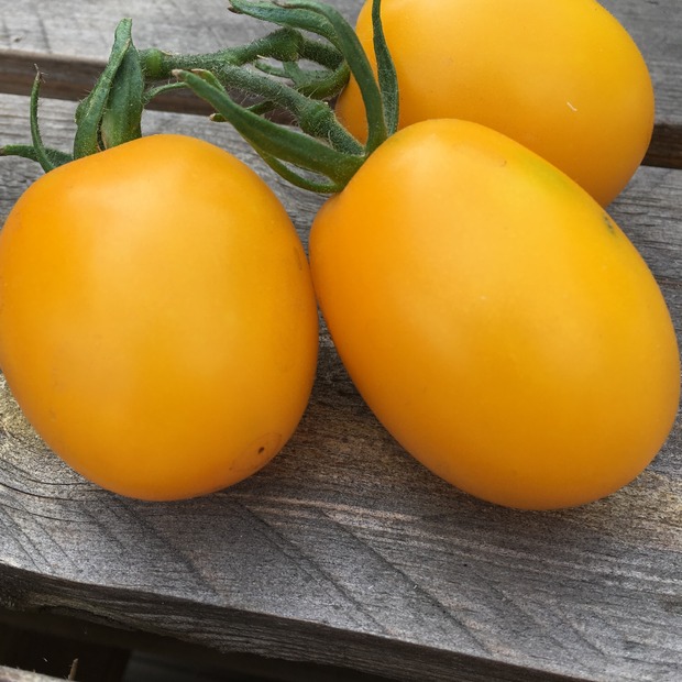 BIO Tomatensamen Set