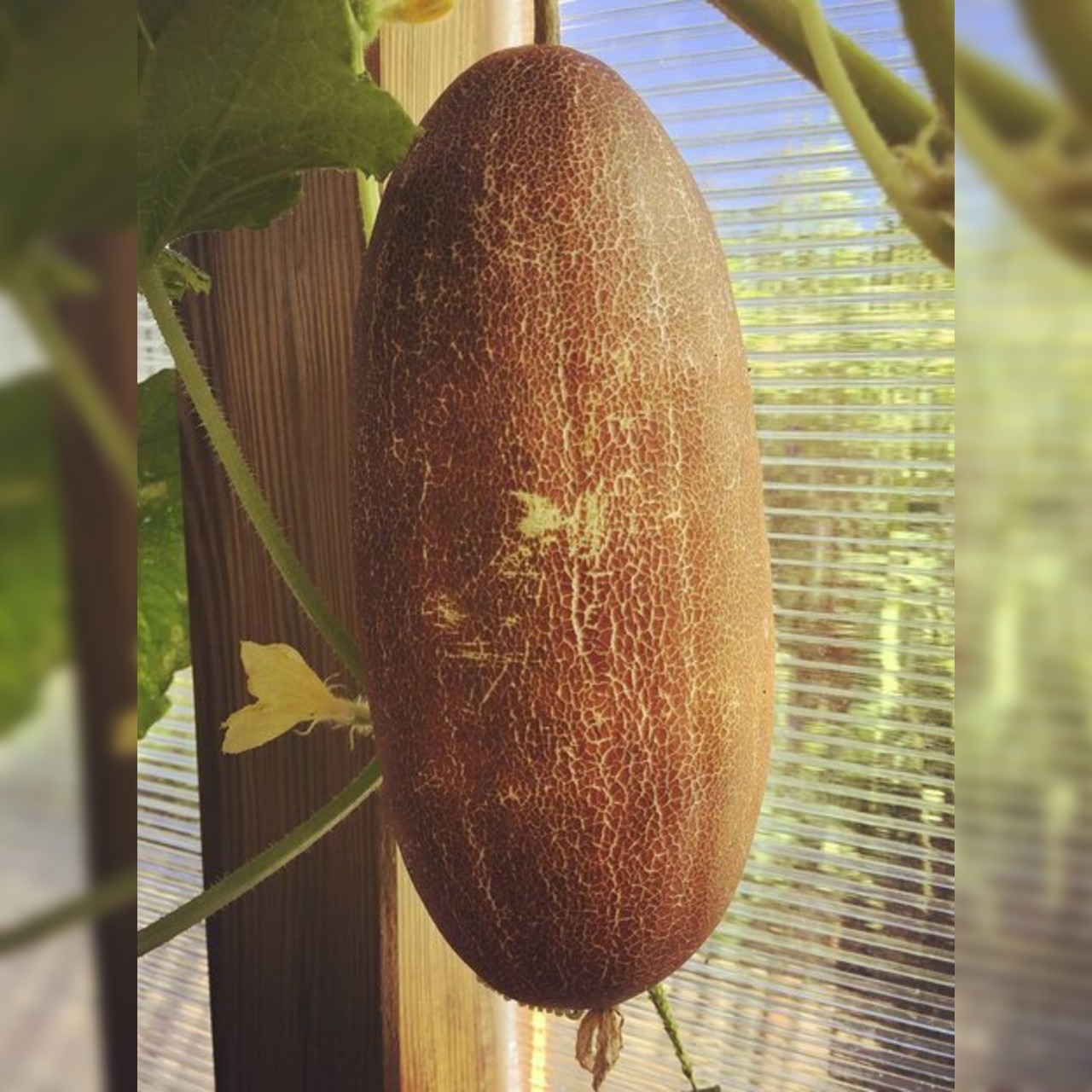 Anzucht-Set "Einlegegurken"