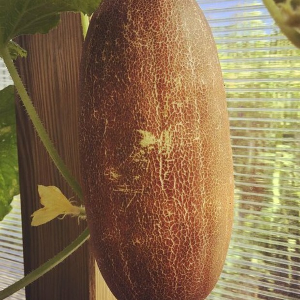 Anzucht-Set "Einlegegurken"