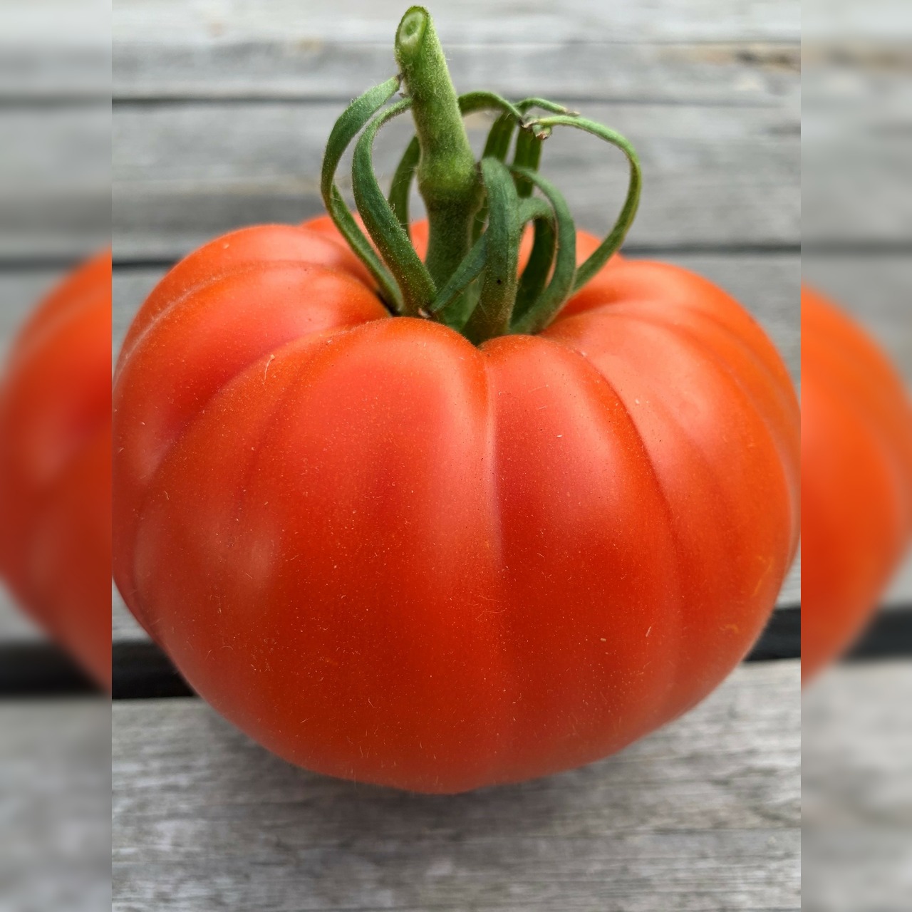 Tomate "Große aus dem Süden" - BIO-Tomatensorte [samenfest]