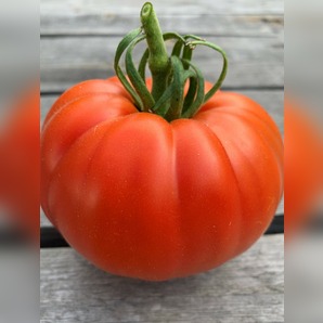 Tomate "Große aus dem Süden" - BIO-Tomatensorte [samenfest]