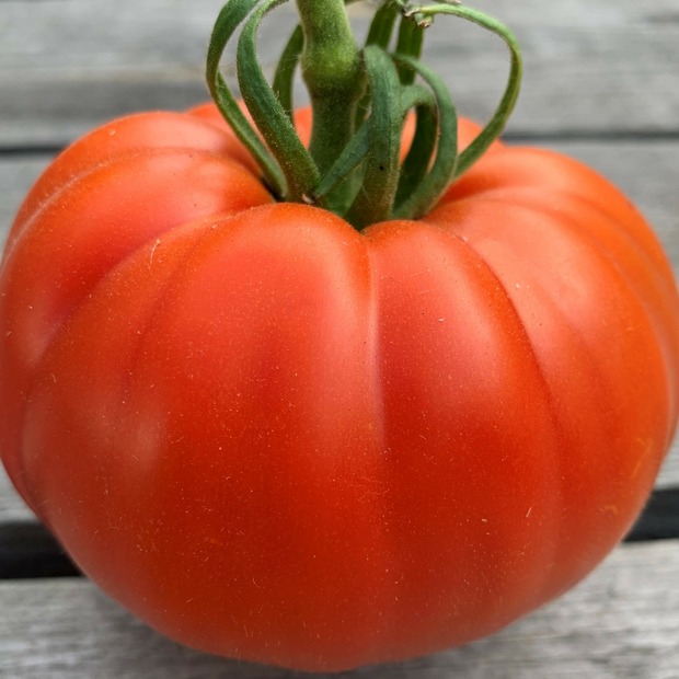 Tomate "Große aus dem Süden" - BIO-Tomatensorte [samenfest]