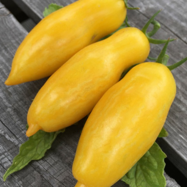 Tomate "Banana Legs" - BIO-Tomatensorte [samenfest]
