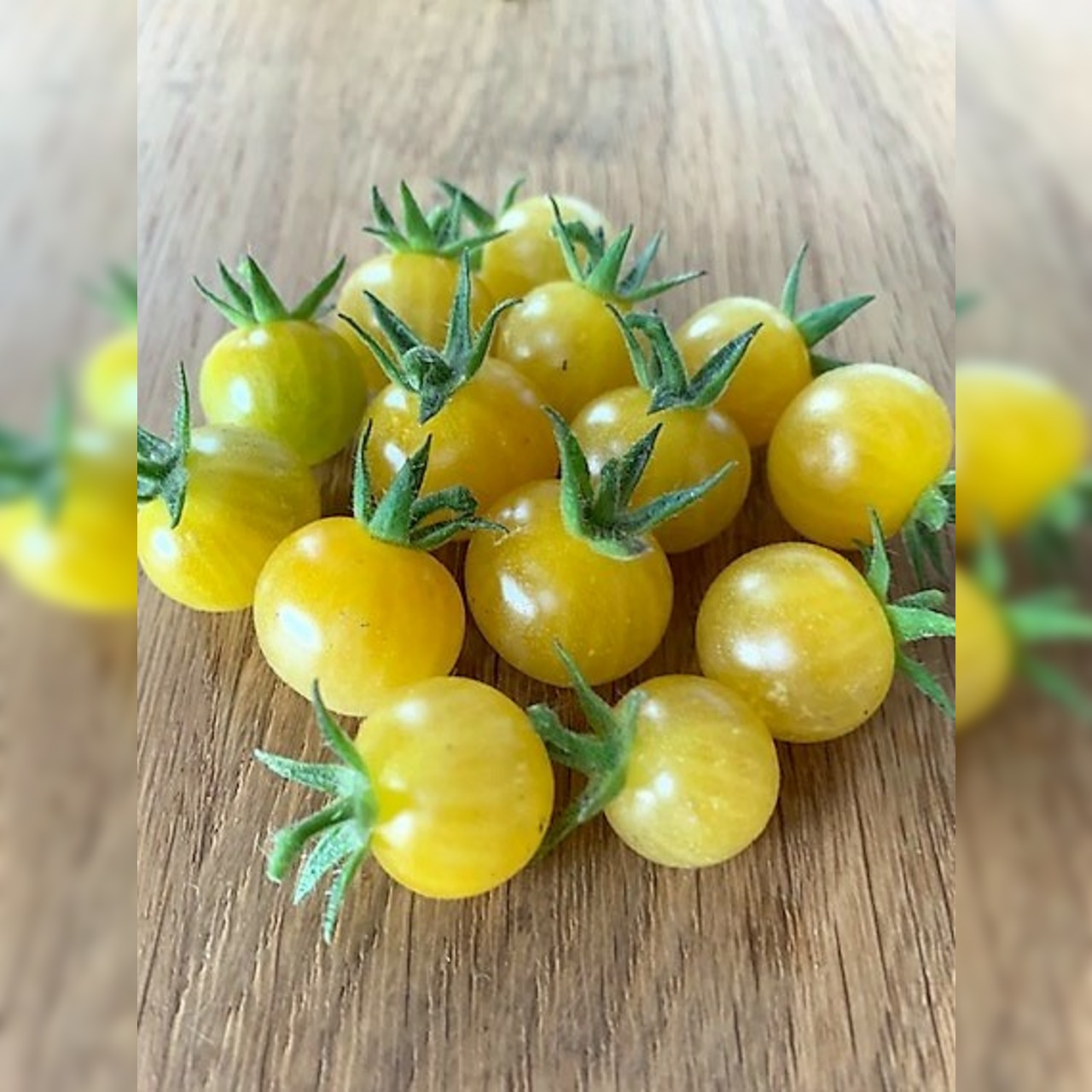 Anzucht-Set "Johannisbeertomaten" [10, 39]