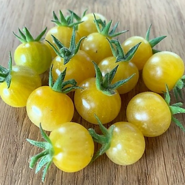 Anzucht-Set "Johannisbeertomaten" [10, 39]