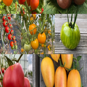 BIO Tomatensamen Set mittel