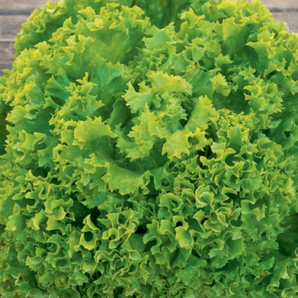 Pflücksalat „Lollo Bionda“ - BIO Salatsorte (samenfest)