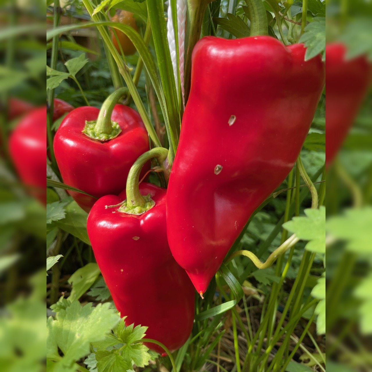 Gemüsesamen-Set "Grillgemüse" - 7 BIO-Gemüsesorten [samenfest]