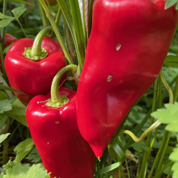 Gemüsesamen-Set "Grillgemüse" - 7 BIO-Gemüsesorten [samenfest]